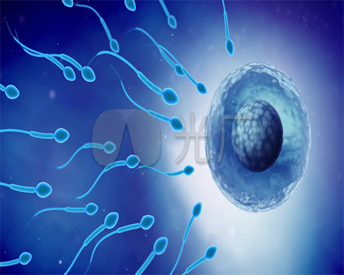 人体显微照片当卵子与精子相遇