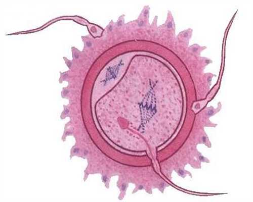 人体显微照片当卵子与精子相遇