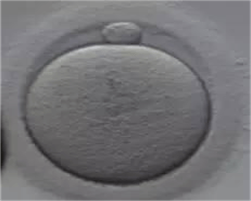 <b>精子和卵子试管婴儿实验室里成为受精卵的机制</b>