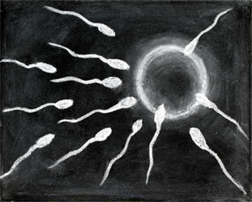 精子与卵子结合成受精卵后着床过程图(229)