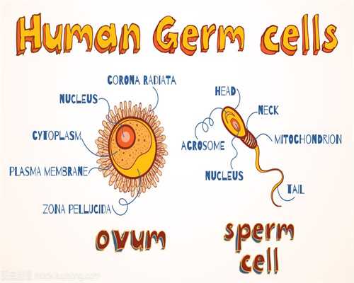 一侧卵巢有可能同时形成两个卵细胞吗(2)