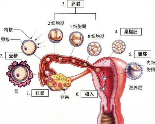 精子和卵子结合精子和卵子结合视频，精子和卵