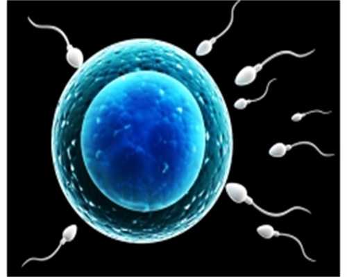 精子和卵子的发生：elkelake