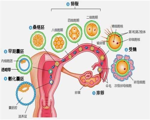 青岛爱心捐卵:上海捐卵与不孕女性携手重拾生育