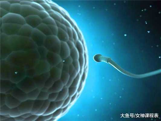 卵子和精子是如何在受精后成功发育成胎儿的呢