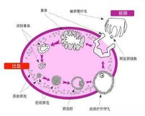 捐卵广州:排卵异常的捐卵妈妈要注意