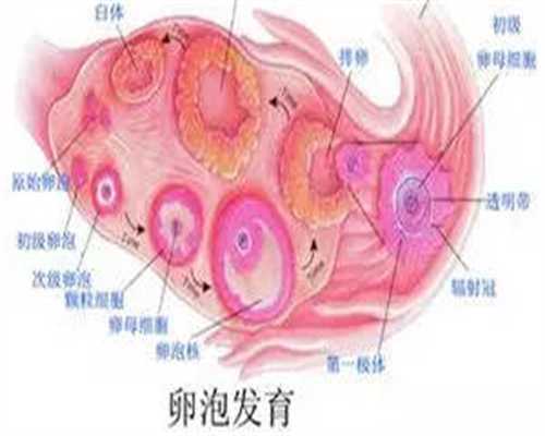 延边中国捐卵,左卵巢和右卵巢排卵和生男生女有