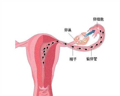 日本赴美捐卵~试管婴儿 囊胚移植过程！以及卵泡发育不良的原因！_1