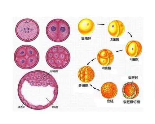 河北招聘捐卵,广州供卵试管试管婴儿流程详情、步骤