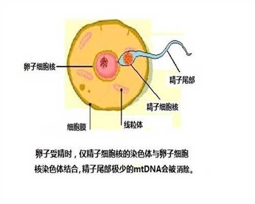 <b>太原志愿者捐卵网-卵泡需达到什么样的标准，广州供卵试管试管婴儿成功率才</b>