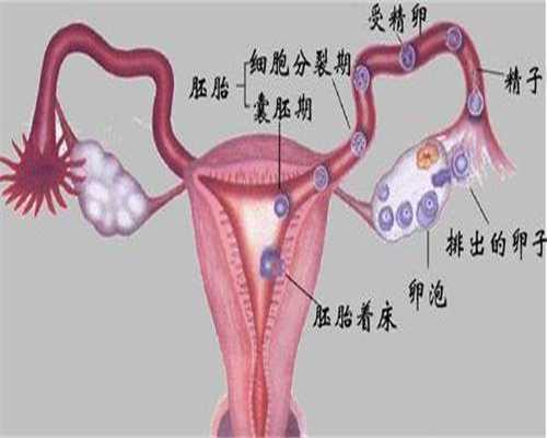 温州志愿者捐卵网_泰国试管攻略之卵巢功能差如何提高IVF受孕率