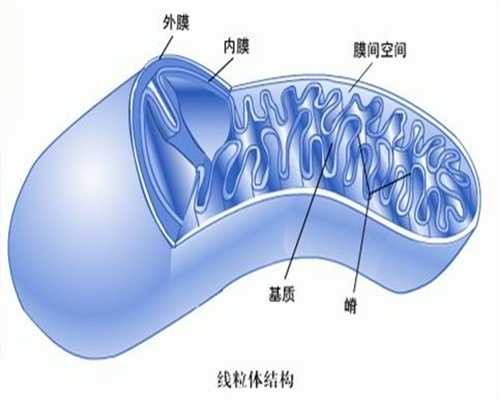 台州求捐卵子-男性肥胖真的会影响到广州供卵试管试管婴儿成功率吗