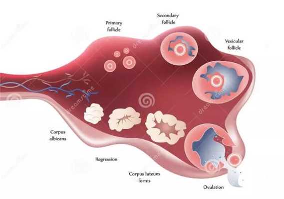 临汾捐卵流程,【卵巢早衰】3个方面评估卵巢功能的指标_1
